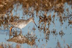 Dunkler Wasserläufer (Tringa erythropus)