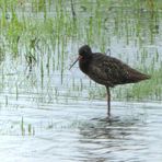 Dunkler Wasserläufer (Tringa erythropus) 