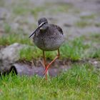 Dunkler Wasserläufer (Tringa erythropus)