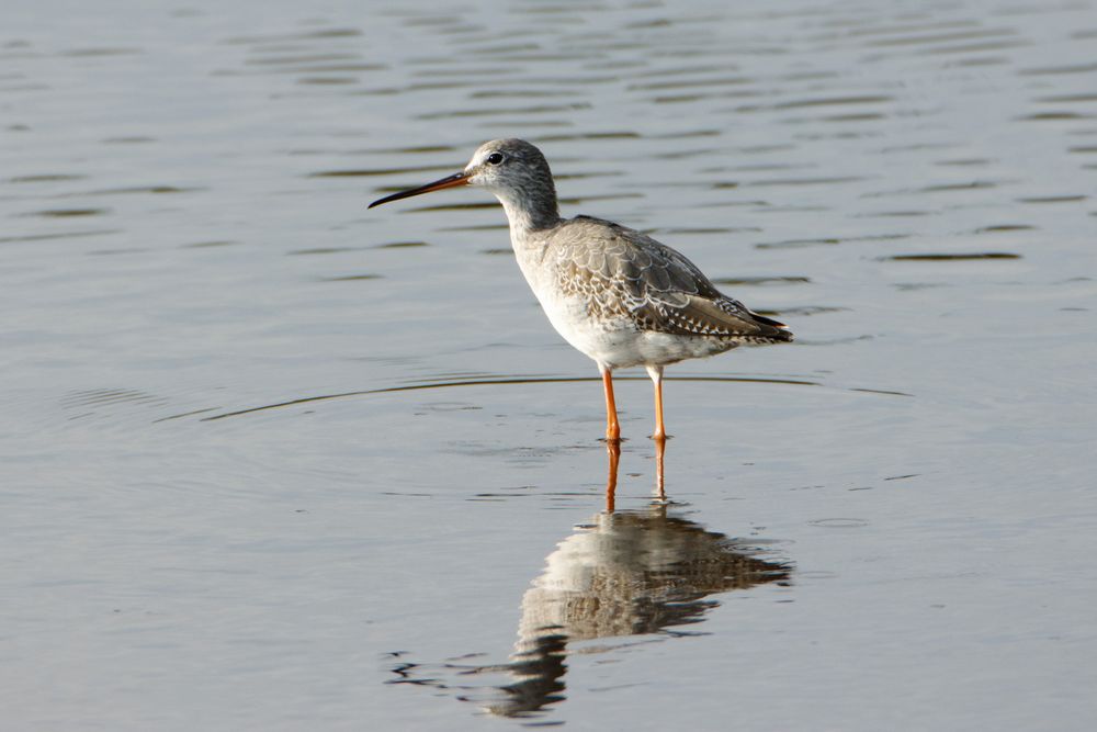 Dunkler Wasserläufer (Tringa erythropus)