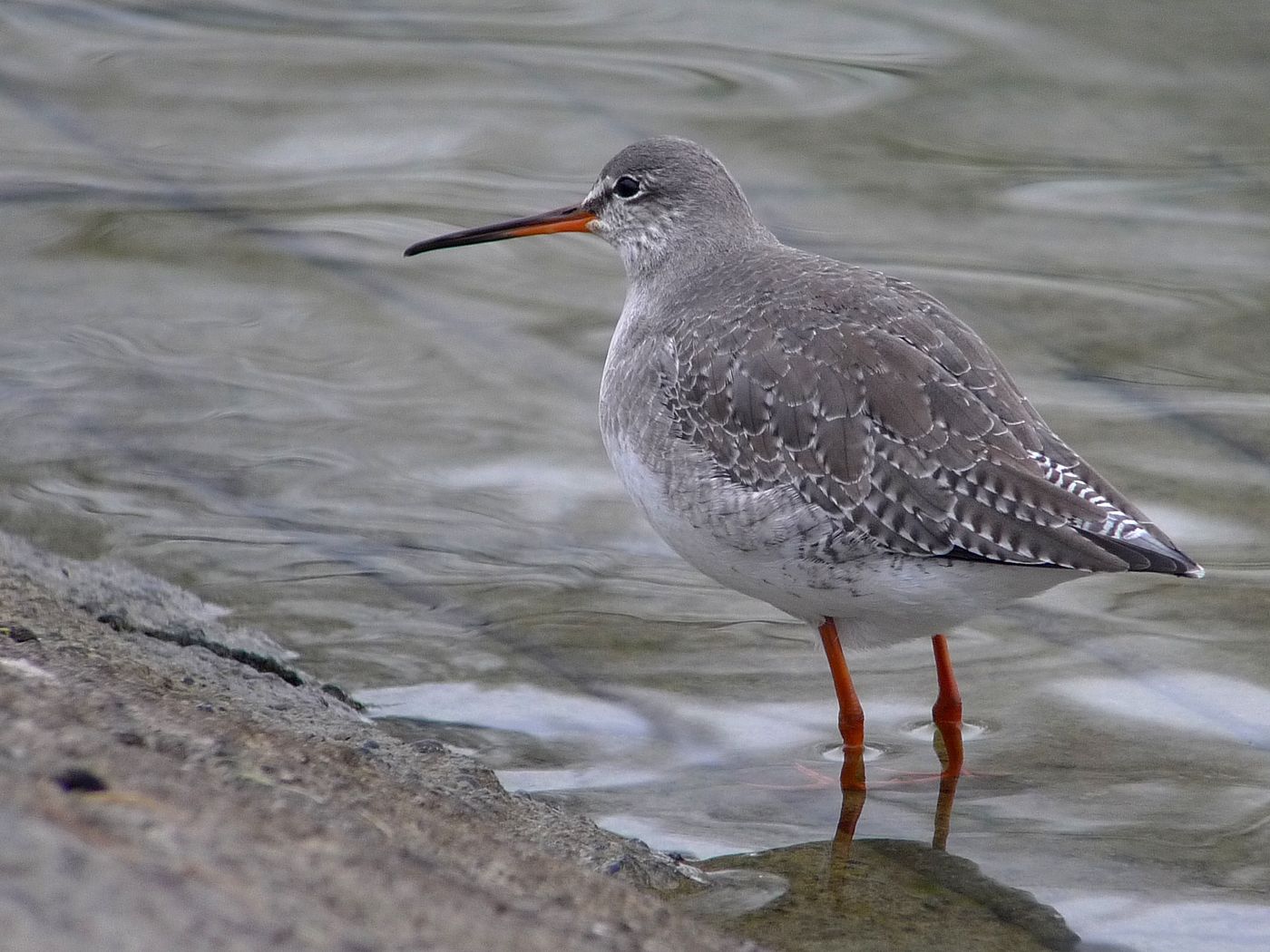 Dunkler Wasserläufer - Tringa erythropus