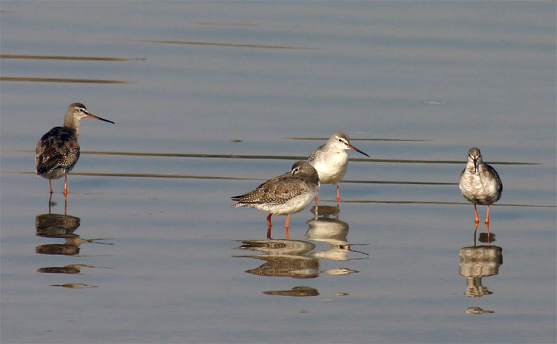 Dunkler Wasserläufer (Tringa erythropus)