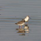 Dunkler Wasserläufer (Tringa erythropus)