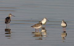 Dunkler Wasserläufer (Tringa erythropus)