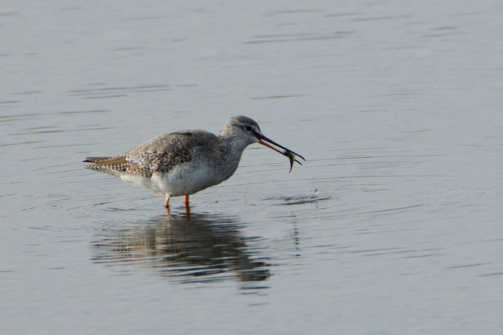 Dunkler Wasserläufer (Tringa erythropus)