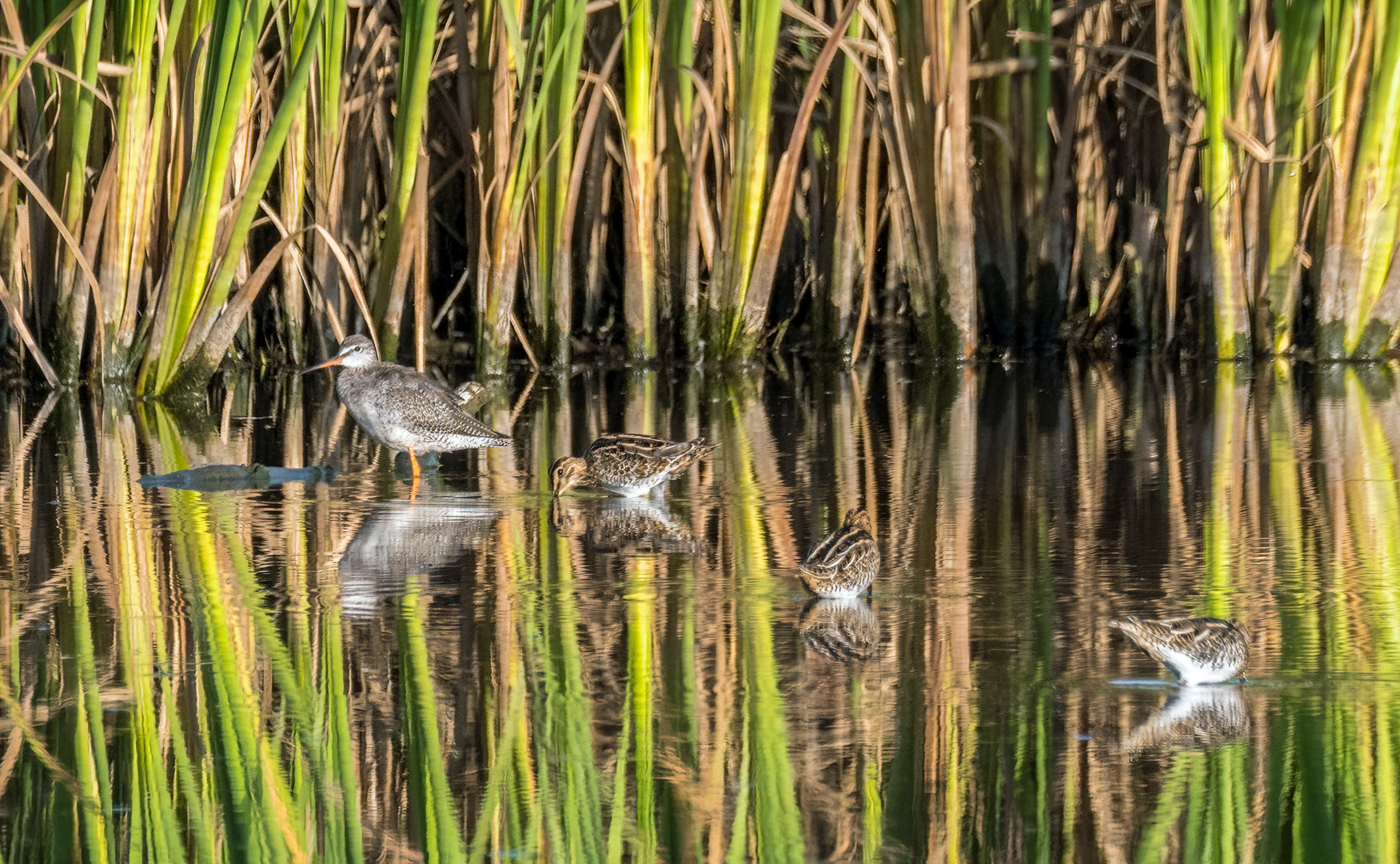 Dunkler Wasserläufer und Bekassinen