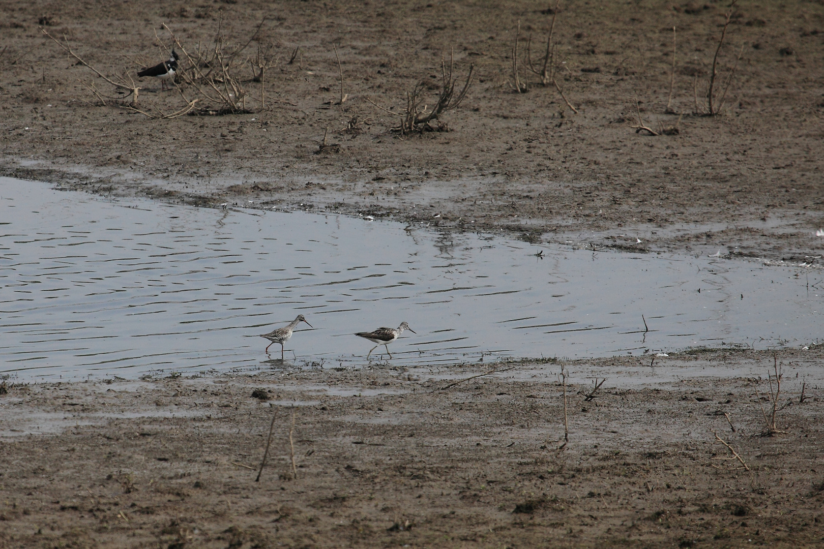 Dunkler Wasserläufer und Grünschenkel