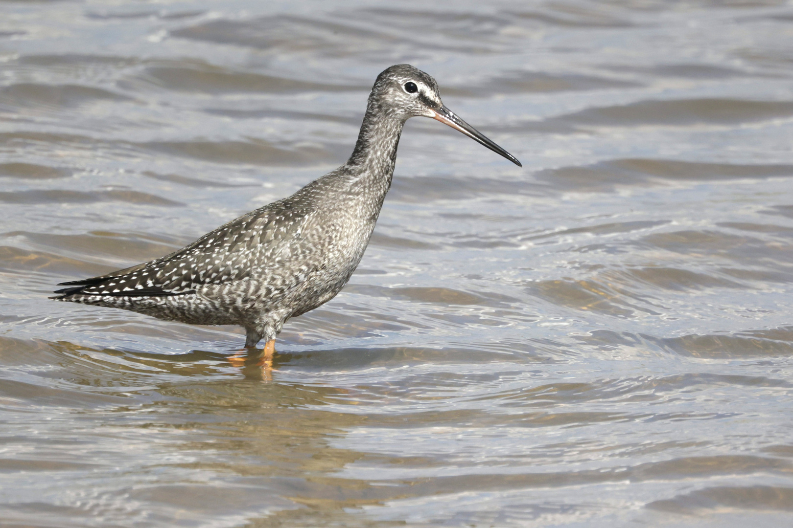 dunkler Wasserläufer (Vogelsberg)