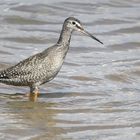 dunkler Wasserläufer (Vogelsberg)