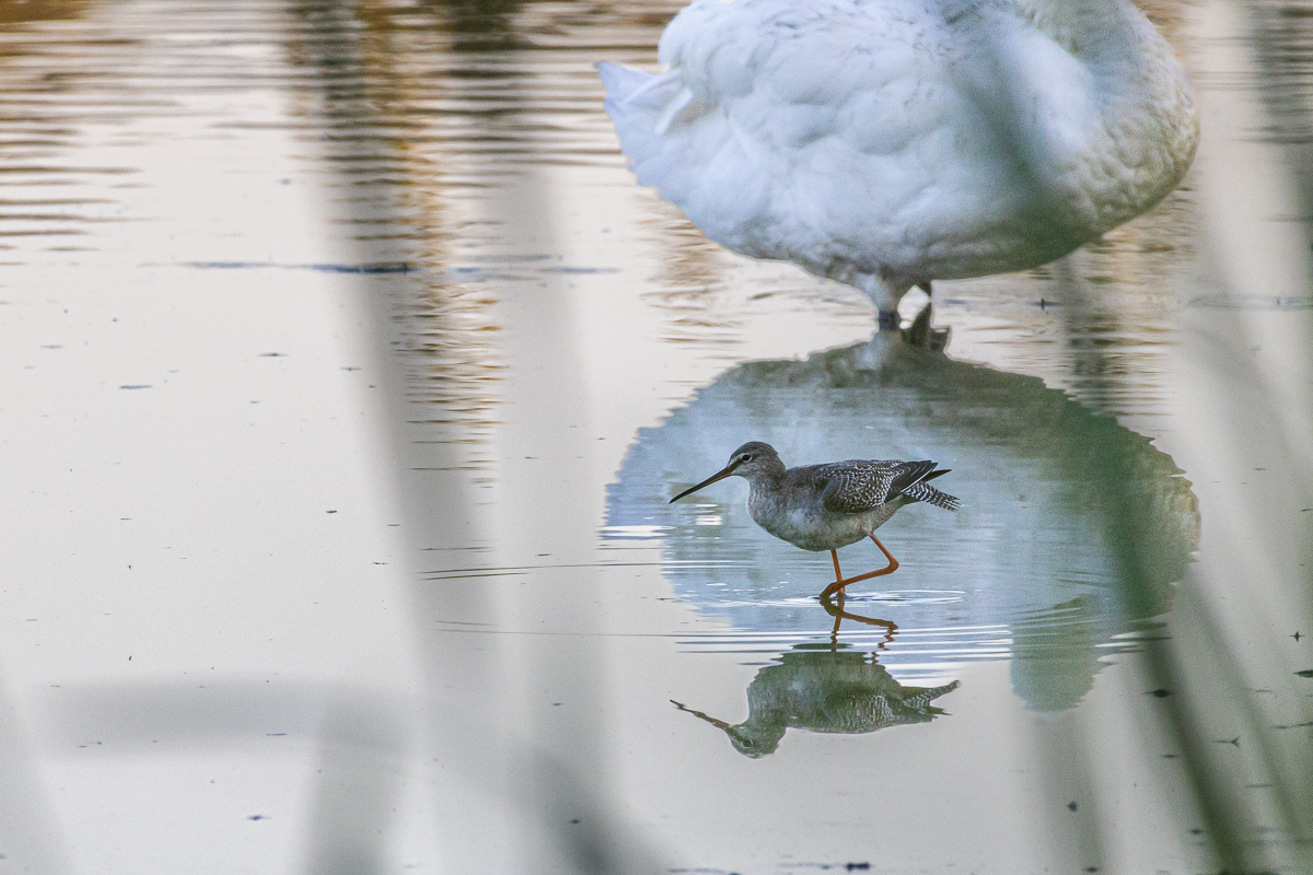 Dunkler Wasserläufer vor Schwan