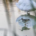 Dunkler Wasserläufer vor Schwan