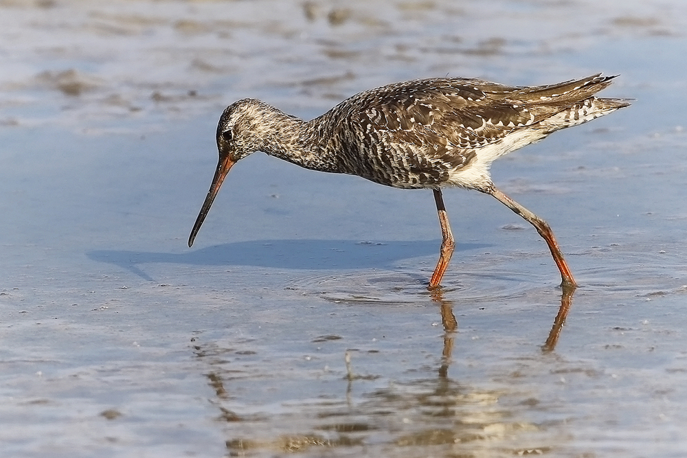 Dunkler Wasserläufer...weniger geschärft