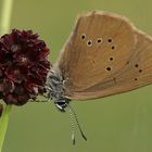 Dunkler Wiesenknopf Ameisen Bläuling... 