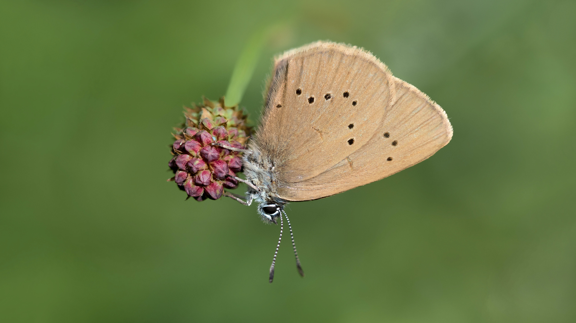 dunkler wiesenknopf ameisen-bläuling