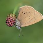 dunkler wiesenknopf ameisen-bläuling