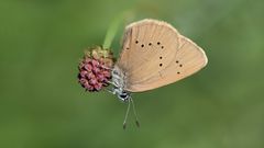 dunkler wiesenknopf ameisen-bläuling