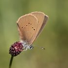 dunkler wiesenknopf-ameisen-bläuling