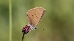 dunkler wiesenknopf-ameisen-bläuling