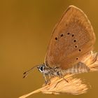 Dunkler Wiesenknopf Ameisen Bläuling... 