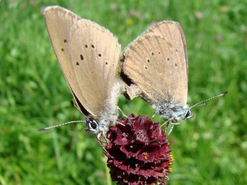 Dunkler Wiesenknopf-Ameisenbläuling