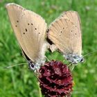 Dunkler Wiesenknopf-Ameisenbläuling