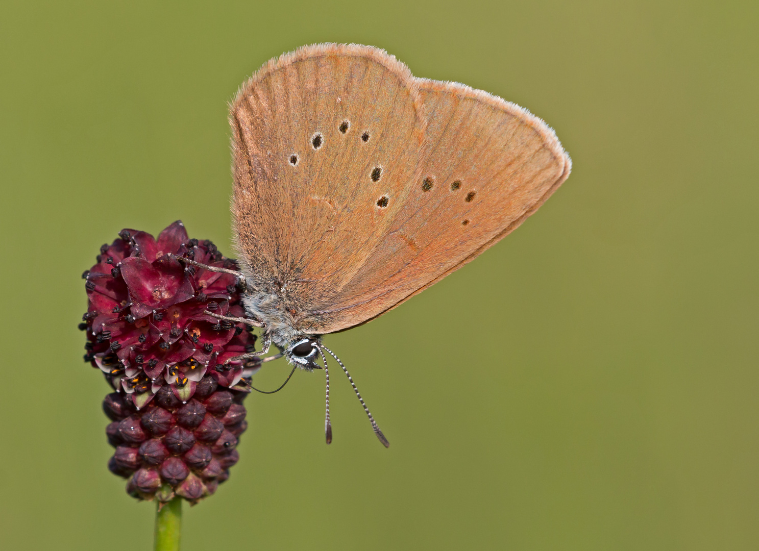 Dunkler Wiesenknopf-Ameisenbläuling