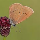 Dunkler Wiesenknopf-Ameisenbläuling