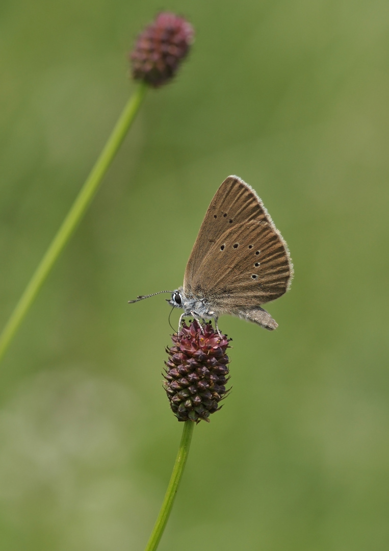 Dunkler Wiesenknopf-Ameisenbläuling