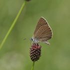 Dunkler Wiesenknopf-Ameisenbläuling