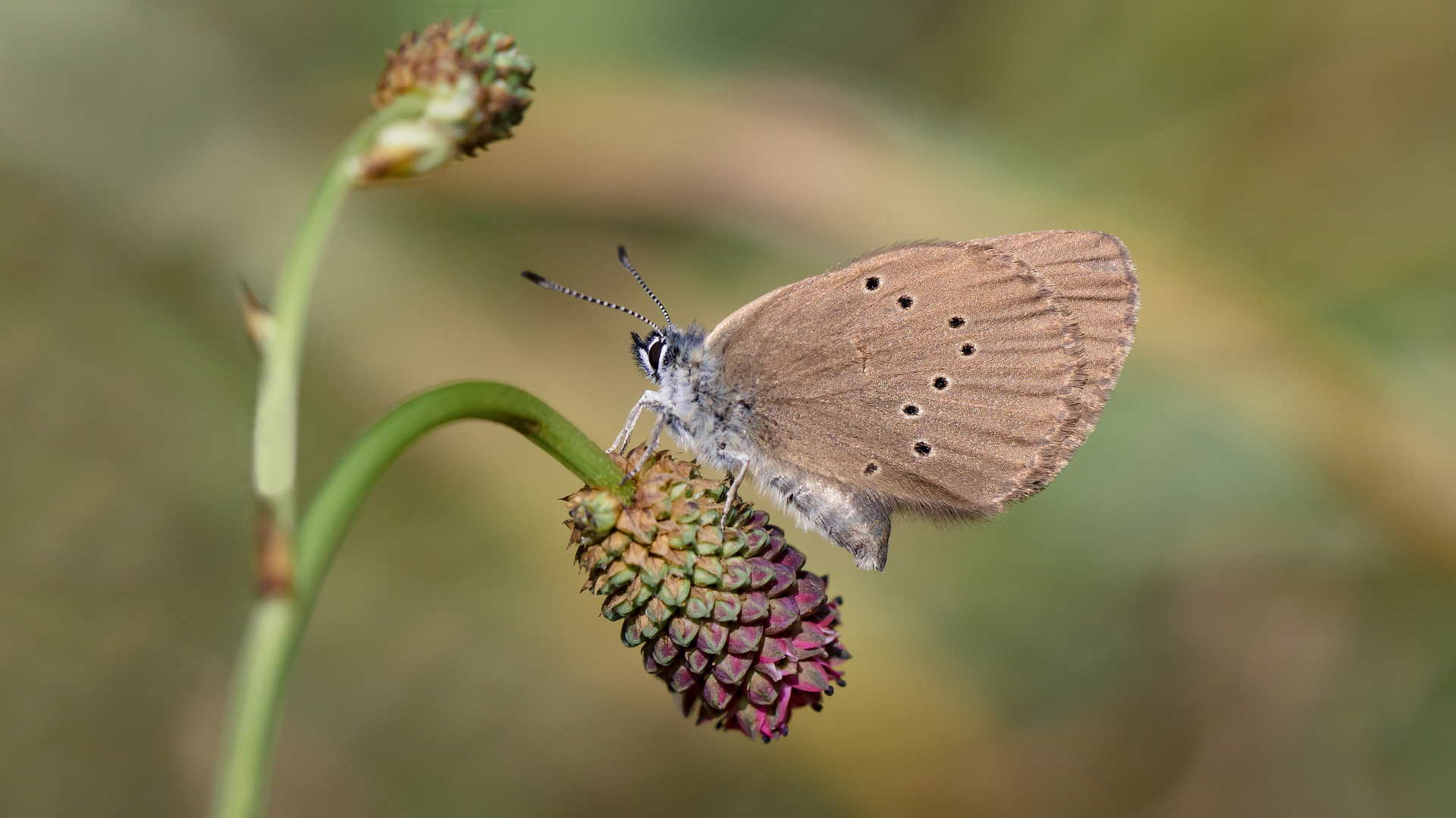 dunkler wiesenknopf-ameisenbläuling 