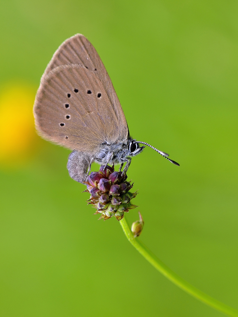 Dunkler Wiesenknopf-Ameisenbläuling