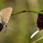 Dunkler Wiesenknopf-Ameisenbläuling