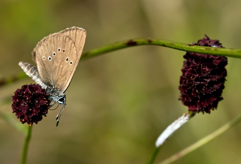 Dunkler Wiesenknopf-Ameisenbläuling