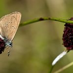 Dunkler Wiesenknopf-Ameisenbläuling