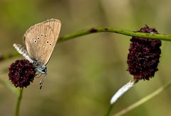 Dunkler Wiesenknopf-Ameisenbläuling