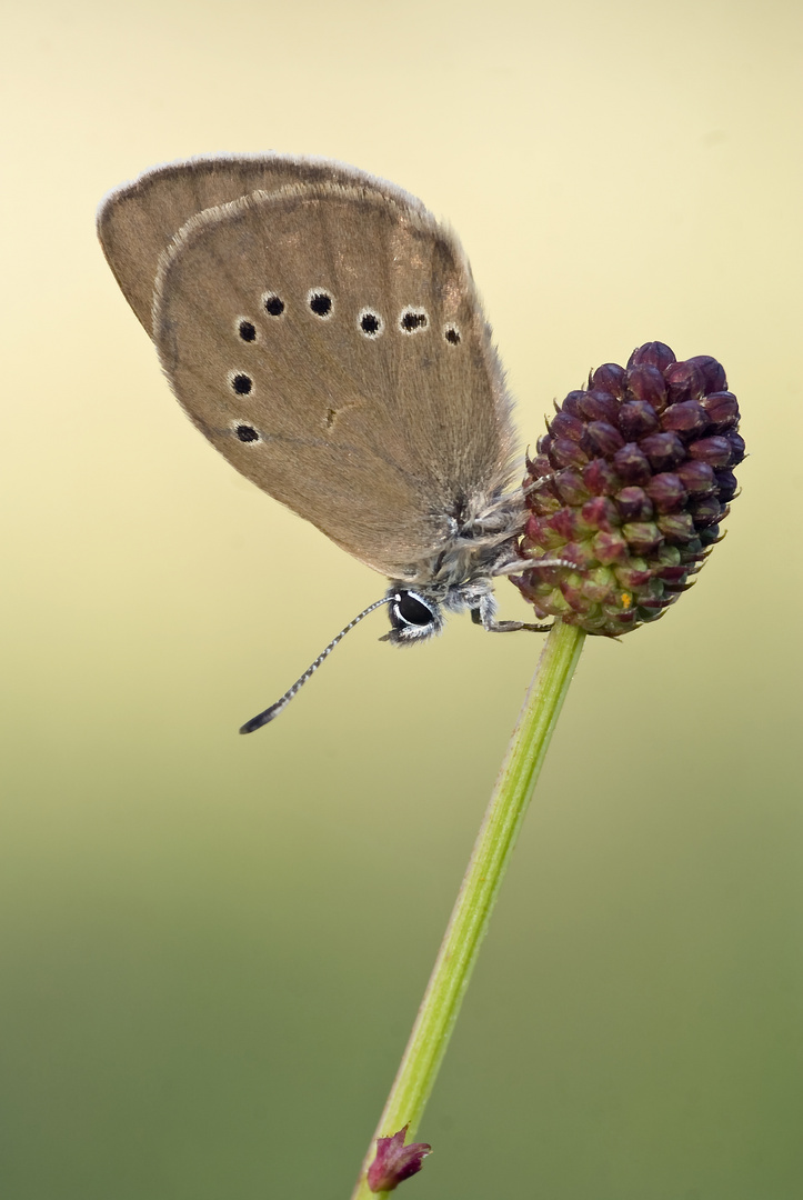 Dunkler Wiesenknopf-Ameisenbläuling