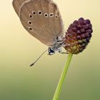 Dunkler Wiesenknopf-Ameisenbläuling