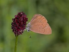 Dunkler Wiesenknopf-Ameisenbläuling