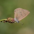 dunkler-wiesenknopf-ameisenbläuling