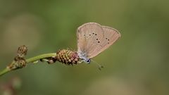 dunkler-wiesenknopf-ameisenbläuling