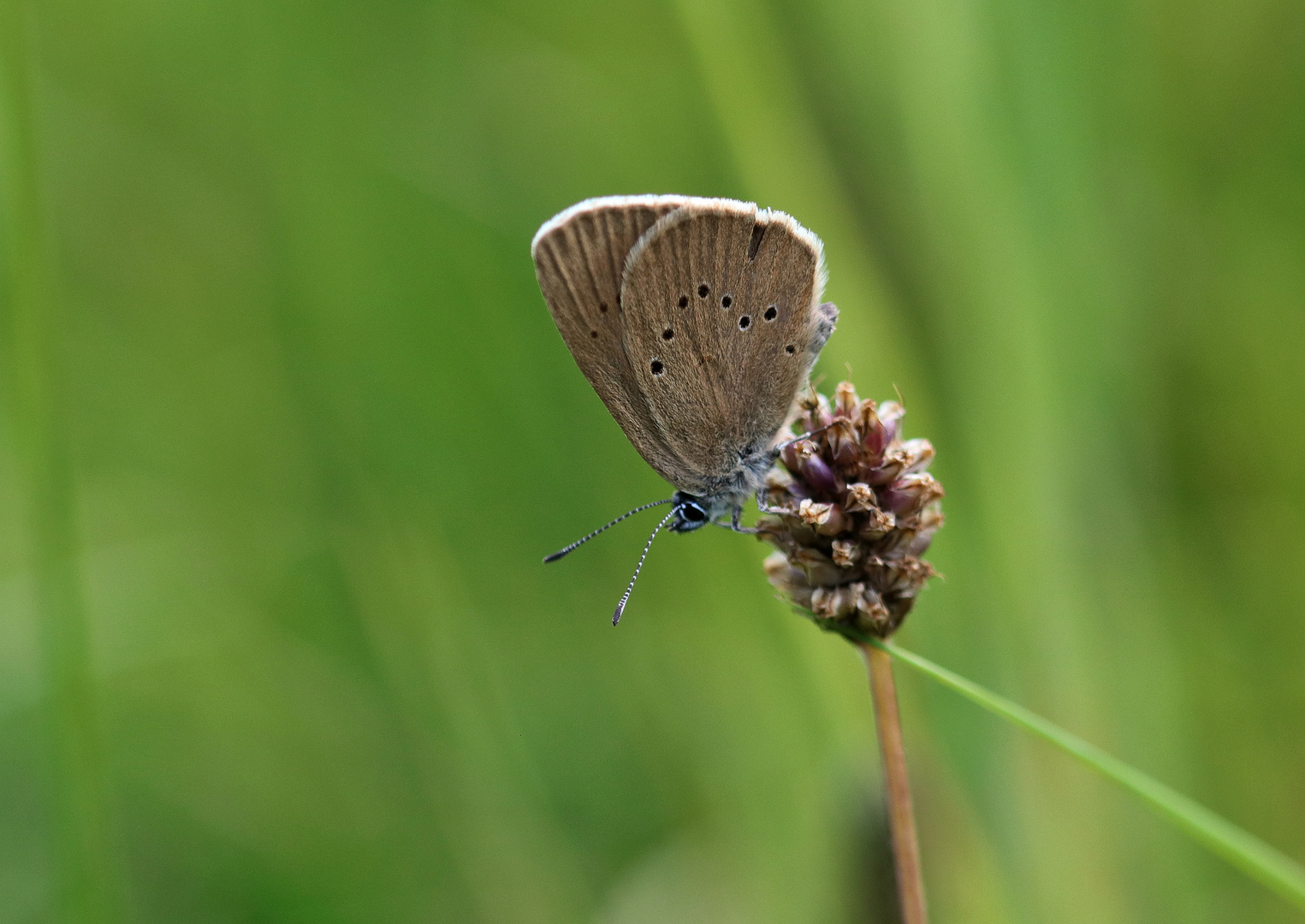 Dunkler Wiesenknopf-Ameisenbläuling