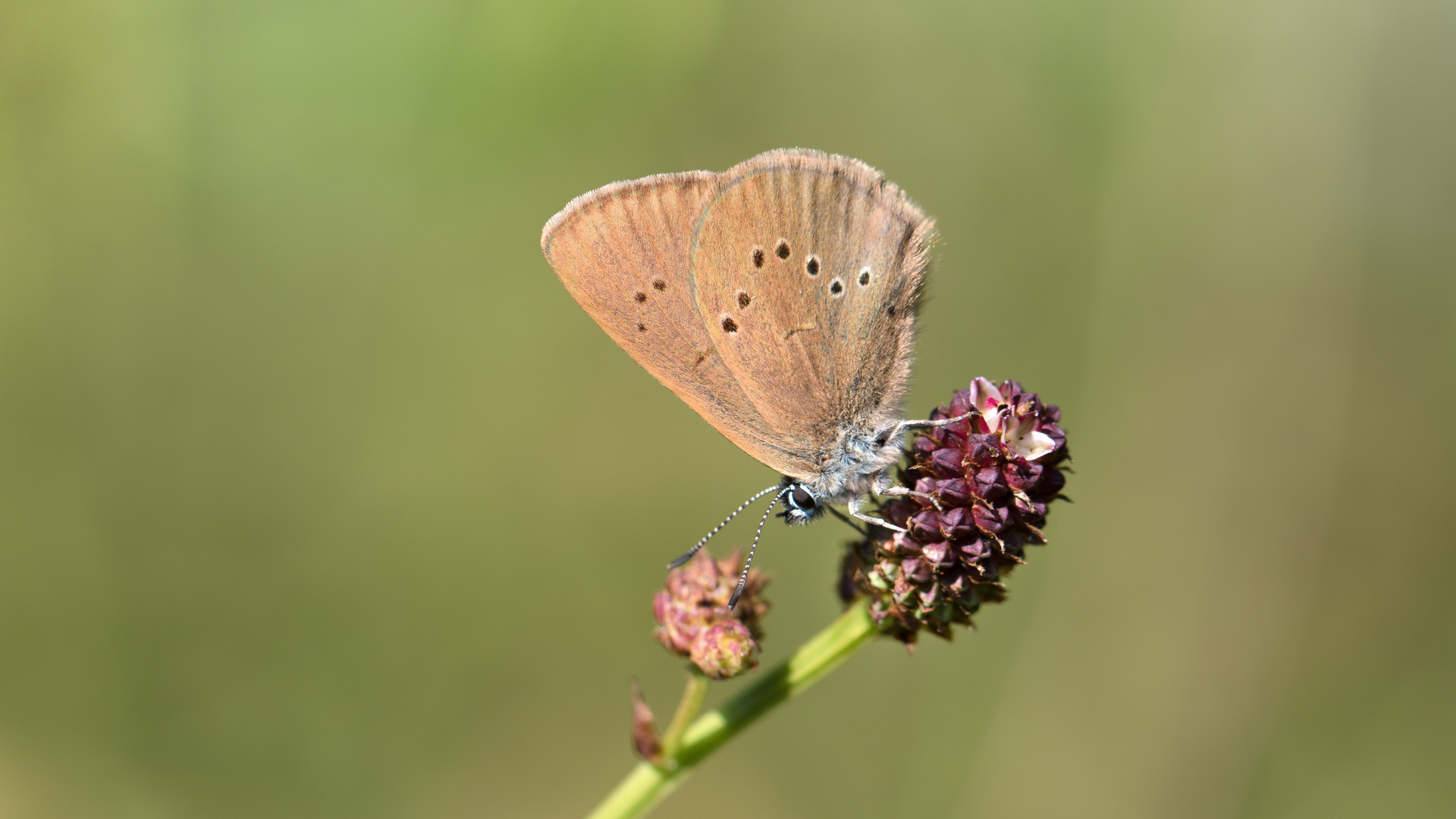 dunkler-wiesenknopf-ameisenbläuling