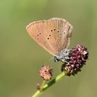 dunkler-wiesenknopf-ameisenbläuling