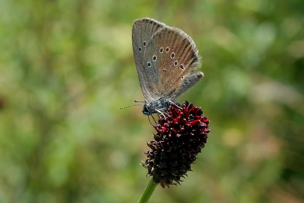 Dunkler Wiesenknopf-Ameisenbläuling