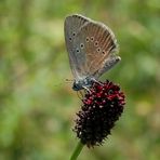 Dunkler Wiesenknopf-Ameisenbläuling