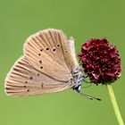 Dunkler Wiesenknopf-Ameisenbläuling