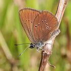 Dunkler Wiesenknopf-Ameisenbläuling