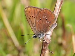 Dunkler Wiesenknopf-Ameisenbläuling