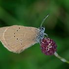 Dunkler Wiesenknopf-Ameisenbläuling