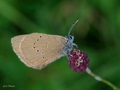 Dunkler Wiesenknopf-Ameisenbläuling